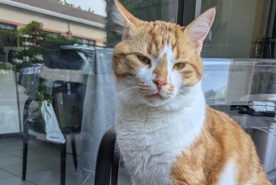 Avviso scomparsa Gatto Maschio , 2 anni Dorfen Germania Avviso scomparsa Gatto Maschio , 2 anni Dorfen Germania